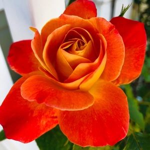 Meet your Posher, Tania